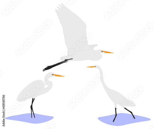 Set of common large great white egret (Ardea alba). Large heron in the family Ardeidae isolated on white background. Bird standing and walking in the water and flying. Vector illustration.