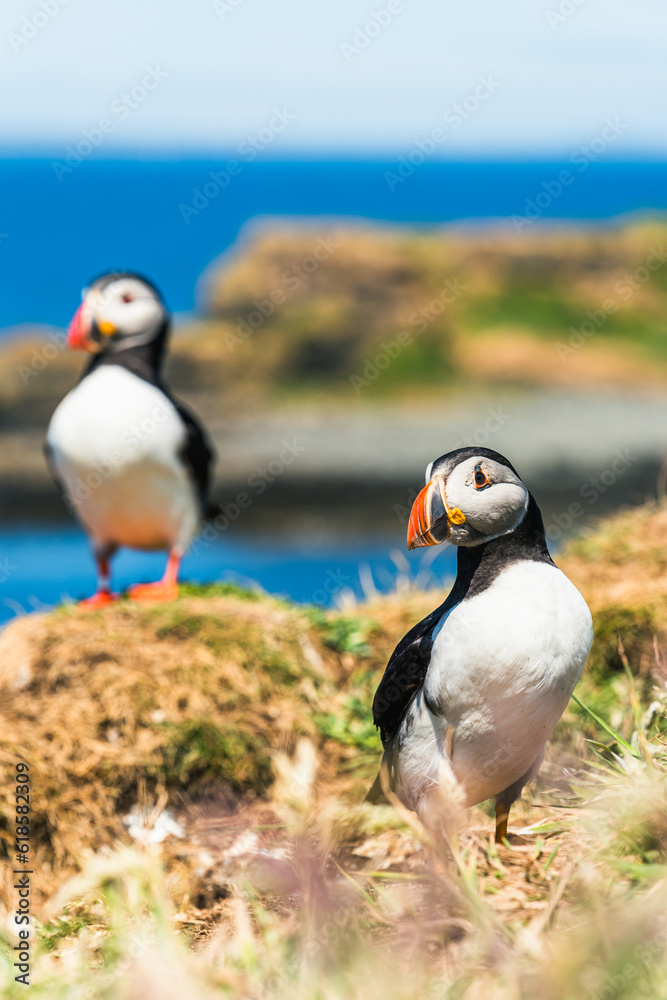 Atlantic Puffin, Fratercula arctica in habitat Atlantic Puffin, Fratercula arctica in habitat
