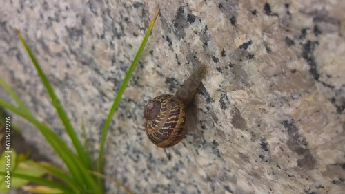 A snail crawls slowly on a granite stone with green grass. Video about the life of wild animals in nature.