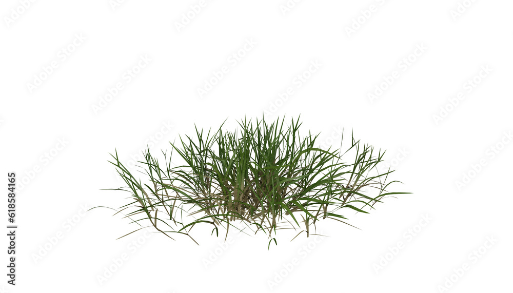 Bunches of grass on a transparent background. 3D rendering. Bunches of grass on a transparent background. 3D rendering.
