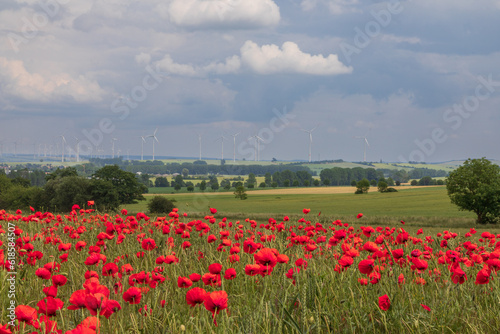 Flowering field of red poppies in summer