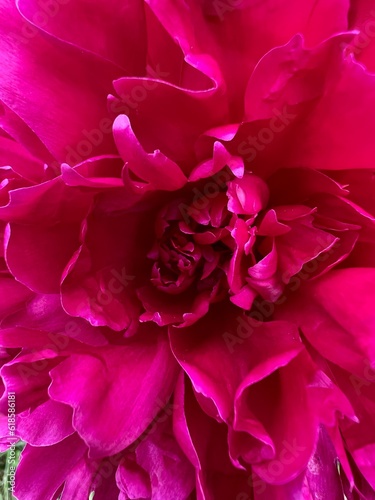 Fototapeta Naklejka Na Ścianę i Meble -  bright bud of a large flower close-up