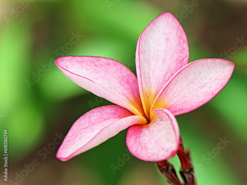close up of a flower