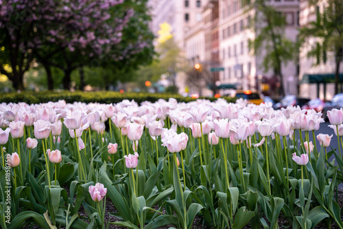Photography Tulips on Park Ave, Manhattan, New York