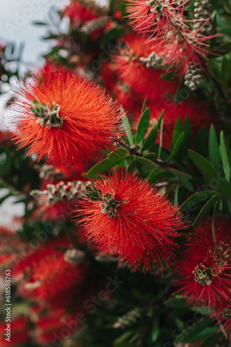 Amazing red flowers of the blooming Callistemon tree in a spring garden.