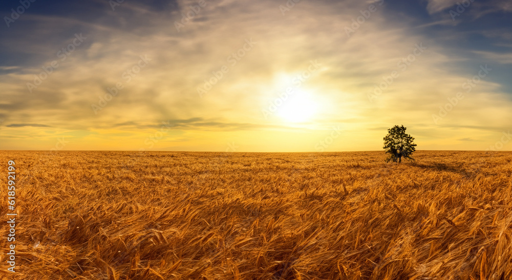 beautiful wheat field WITH THE SUN IN THE BACKGROUND in high resolution and sharpness beautiful wheat field WITH THE SUN IN THE BACKGROUND in high resolution and sharpness
