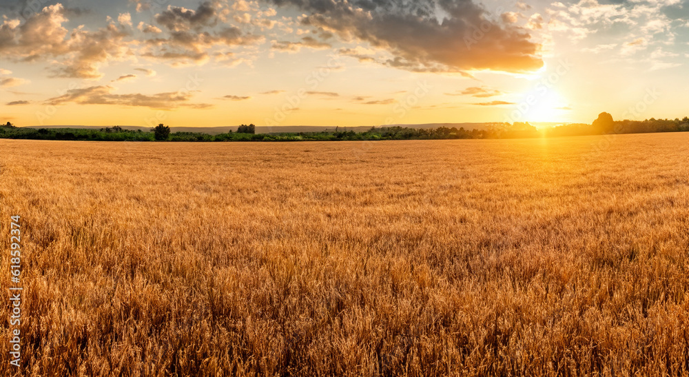beautiful wheat field with a majestic sunset in the background in high resolution and sharpness beautiful wheat field with a majestic sunset in the background in high resolution and sharpness