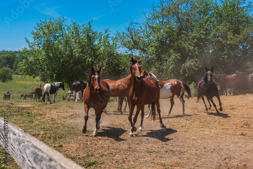 Fototapeta Naklejka Na Ścianę i Meble -  horses running in a field