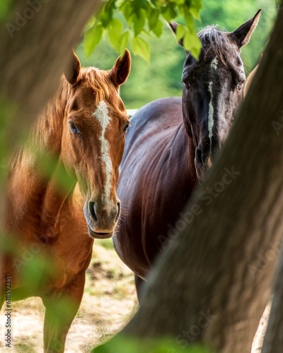 two horses looking at camera (ID: 618592351)