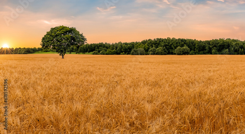 beautiful wheat field with a majestic sunset