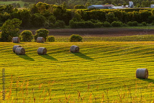 round hay bales in a field at sunrise (ID: 618592700)