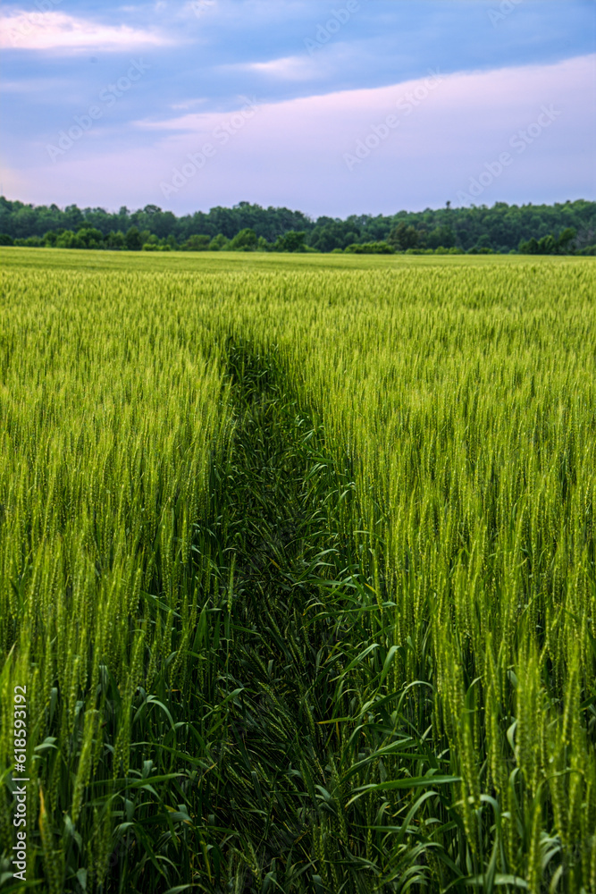 Field of wheat at sunset