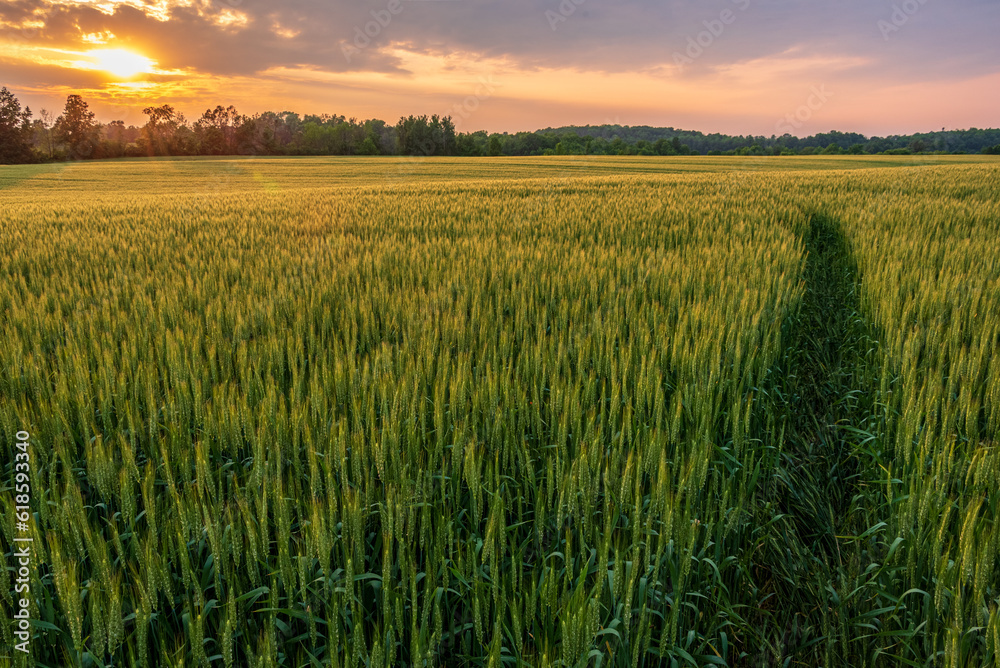 Field of wheat with dramatic sunset