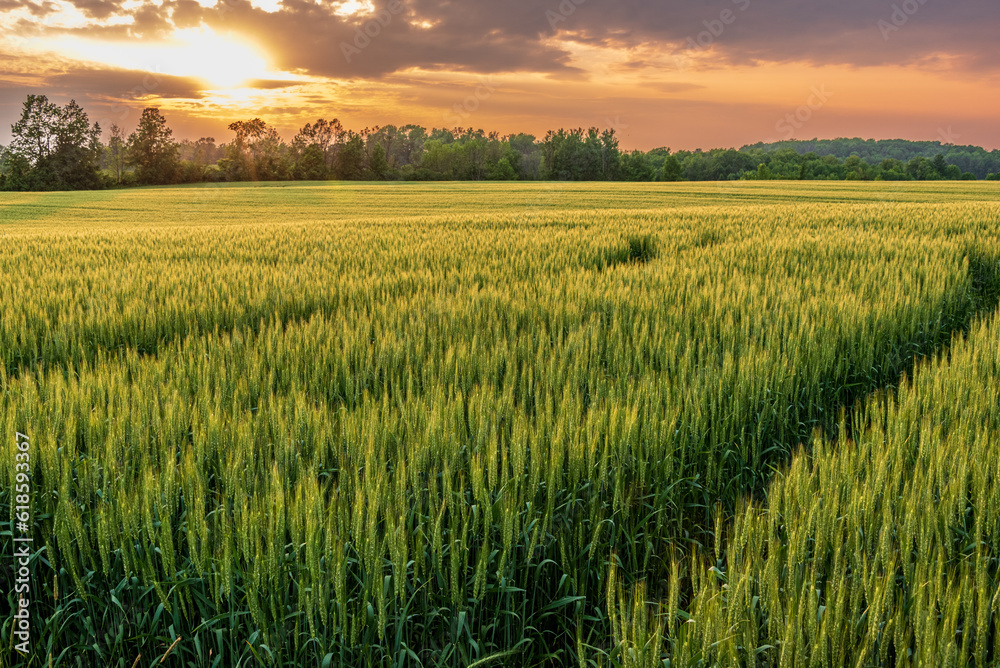 Field of wheat with dramatic sunset