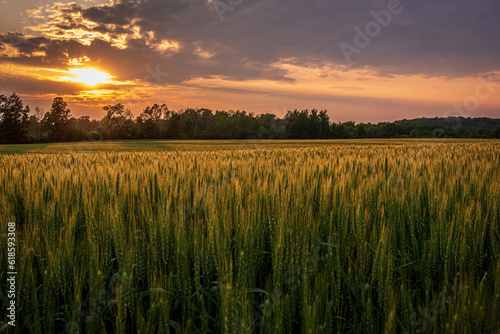 Field of wheat with dramatic sunset