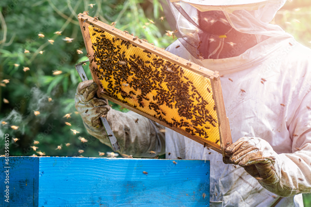 The beekeeper hands are holding a bee frame while beehive monitoring. The beekeeper hands are holding a bee frame while beehive monitoring.