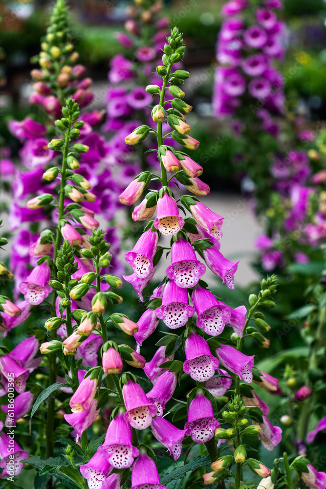 Fototapeta premium Flowers and plants in a nursery 
