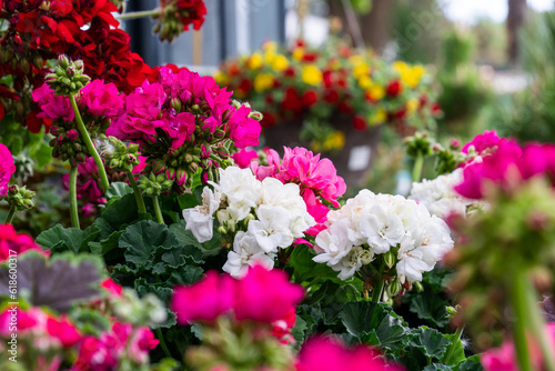 Flowers and plants in a nursery 