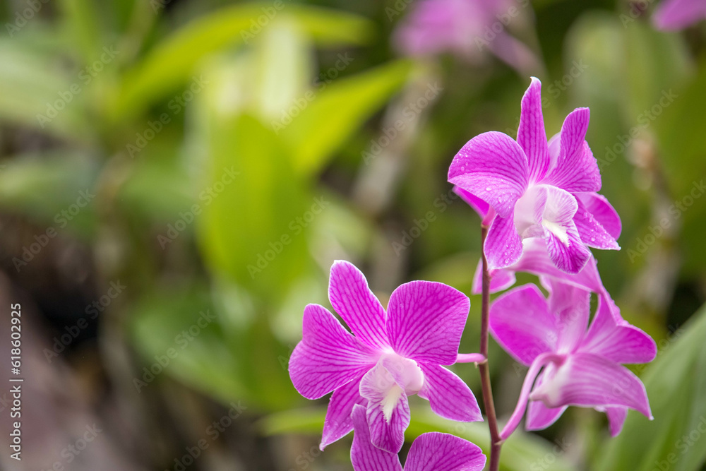 Dendrobium bigibbum, Dendrobium bihumped, or Dendrobium phalaenopsis, or Dendrobium moth is a species of perennial herbaceous plants of the Orchid family, Orchidaceae. Dendrobium bigibbum, Dendrobium bihumped, or Dendrobium phalaenopsis, or Dendrobium moth is a species of perennial herbaceous plants of the Orchid family, Orchidaceae.