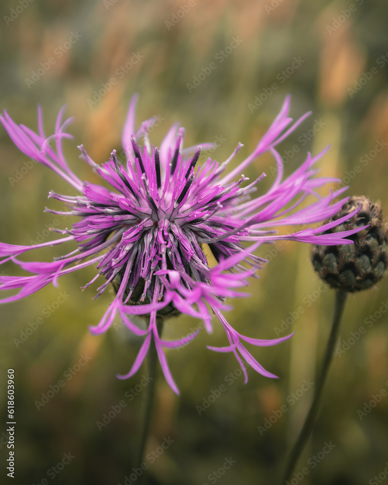 Fototapeta premium Purple wildflowers in the grass