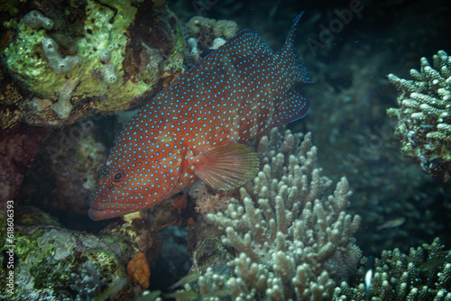 Einzigartige Unterwasserwelt: Der Juwelen-Zackenbarsch im Riff des Roten Meeres