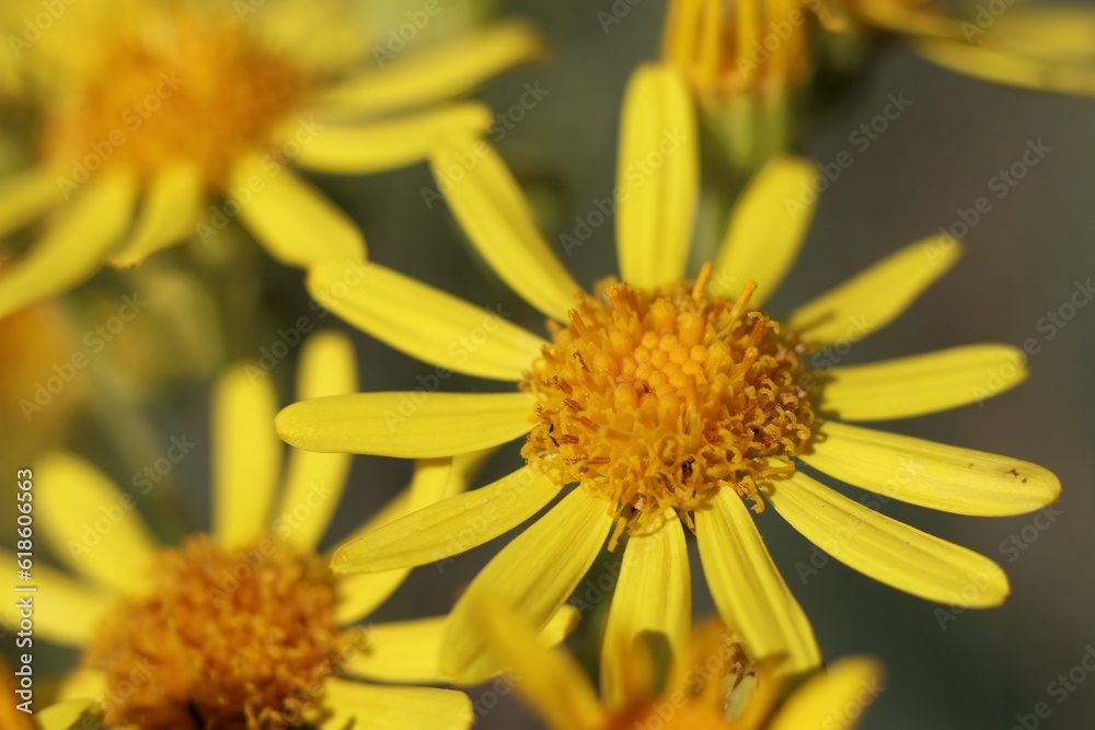 yellow flower macro yellow flower macro