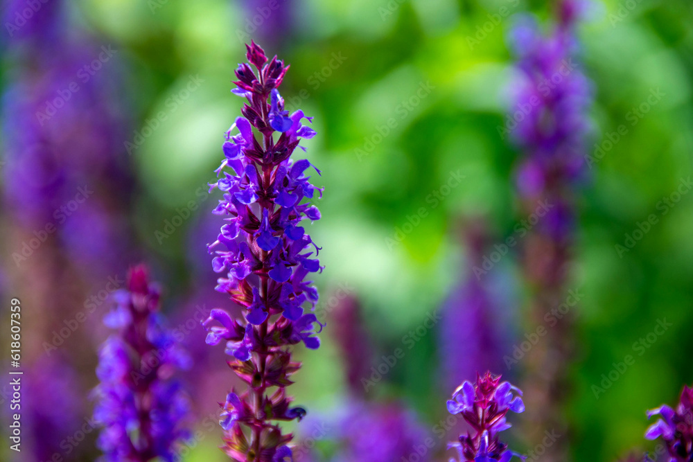 Fototapeta premium purple lavender flower field under the sun inside garden
