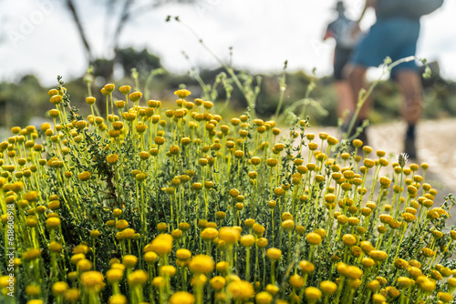Chamomile flowers in nature photo