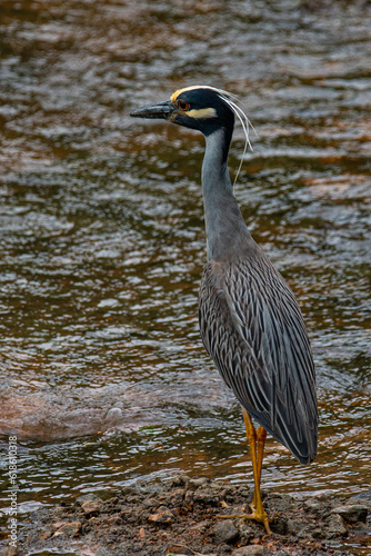 Yellow-Crowned Night-Heron Looking For Food photo