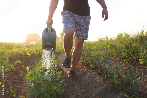 A man watering garden with furrows in a dry, hot, sunny summer evening.