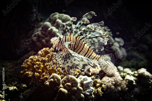 Faszination Unterwasserwelt  Der anmutige Feuerfisch im Korallenreich des Roten Meeres