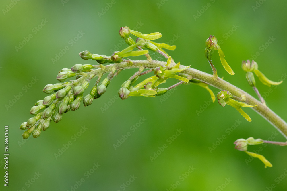 Fototapeta premium Close up of a common twayblade (neottia ovata) orchid