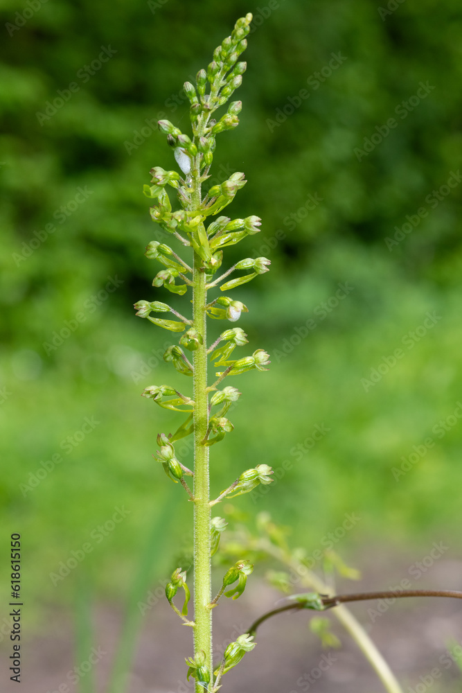 Close up of a common twayblade (neottia ovata) orchid