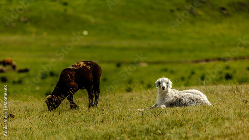 sheep on the meadow