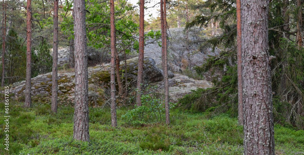 Forest landscape on summer evening Forest landscape on summer evening