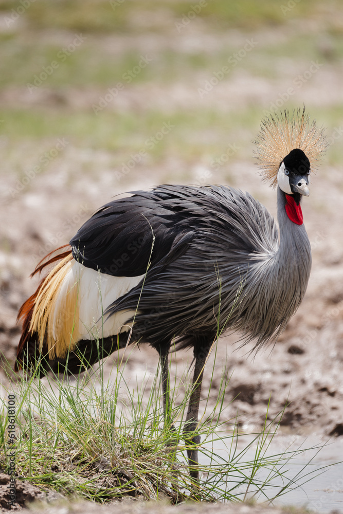 Fototapeta premium african crowned crane