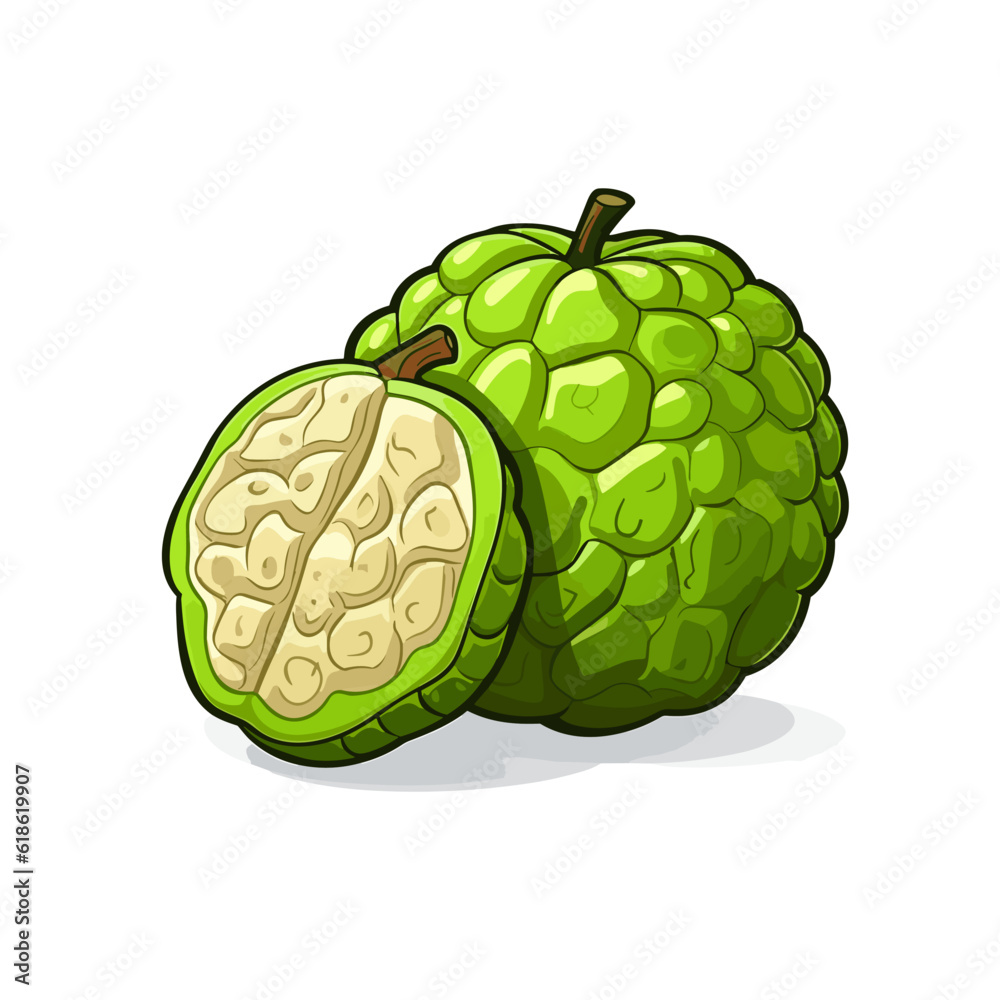 Vetor de Custard apple handdrawn illustration. Custard apple. Vector