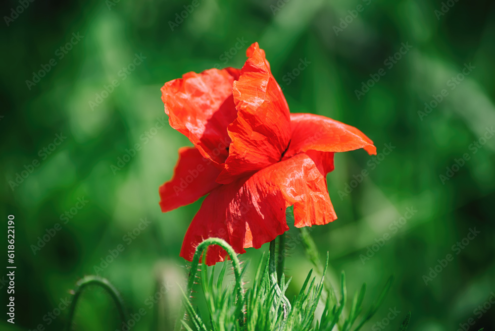 Fototapeta premium Red spring poppy