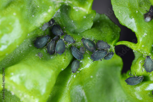 Bean aphid or black bean aphids, Aphis fabae. A colony of wingless individuals on a spinach leaf. photo