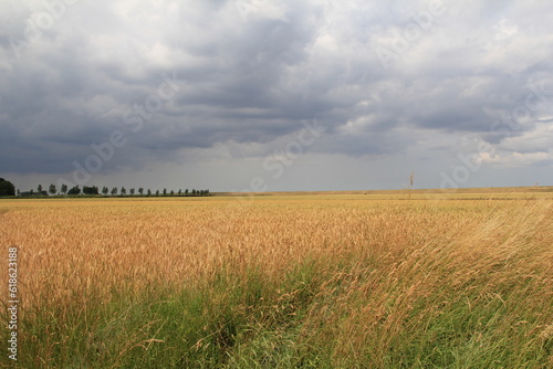 a large wheat field in the dutch countryside in summer and a dark sky with big rain clouds in the background