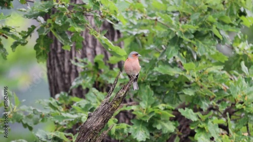 A male common chaffinch sits on a branch under the rain and sings its song in the forest on a summer day. The male common chaffinch is brightly colored with a blue-grey cap and rust-red underparts. photo