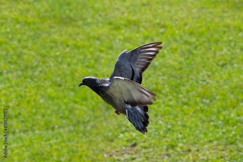 DDB_PigeonInFlight2