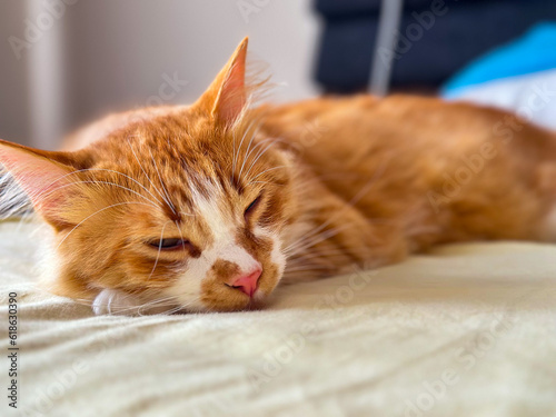 cat sleeping on the bed