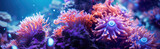 Ultrawide Coral Reef wallpaper. Sea flower. Living coral and reef. Colorful coral reef. The deep water of the sea ocean environment. 4K Coral reef wallpaper. Tropical coral reef.