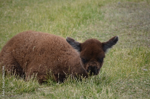 brown alpaca in the grass