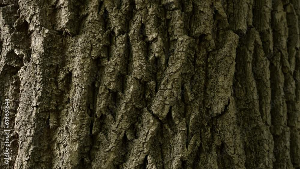 Texture of tree trunk in the forest Close up of texture of an old oak tree bark.
Texture of tree trunk in the forest Close up of texture of an old oak tree bark.