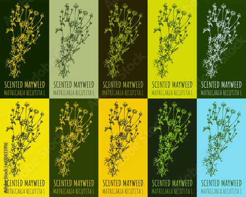 Set of vector drawing of WILD CHAMOMILE in various colors. Hand drawn illustration. Latin name MATRICARIA CHAMOMILLA L.
