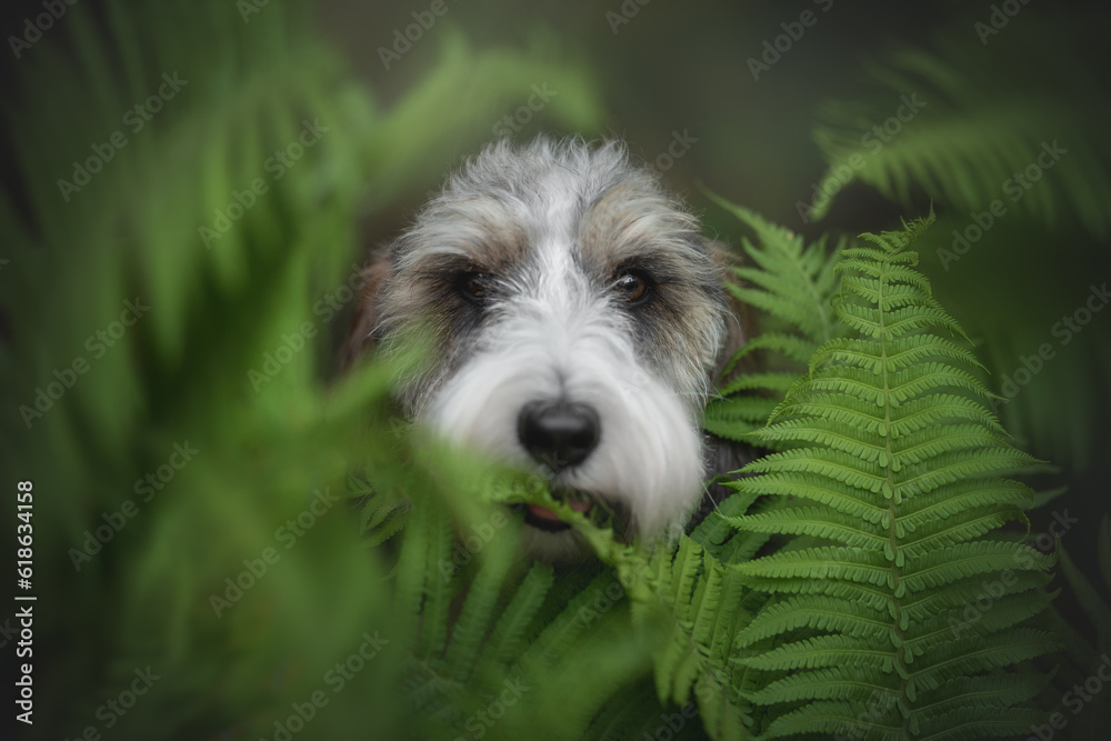 Close up portrait of a Petit basset griffon vendeen dog in fern greenery Close up portrait of a Petit basset griffon vendeen dog in fern greenery
