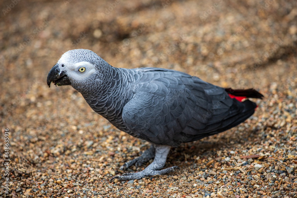 Obraz premium Grey parrot, Psittacus erithacus, known as the Congo grey parrot, Congo African grey parrot or African grey parrot