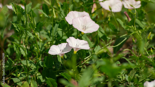 Photography Convolvulus flower. White flower, White wild flower